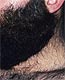 a truly outstanding beard