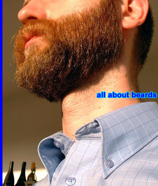 David
Another good view of David's excellent beard.

[b]Go to [url=http://www.beards.org/david.php]David's success story[/url][/b].
Keywords: full_beard