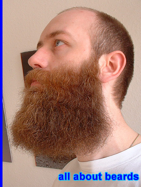 David
David shows off the impressive size of his expanding beard.

[b]Go to [url=http://www.beards.org/david.php]David's success story[/url][/b].
Keywords: full_beard