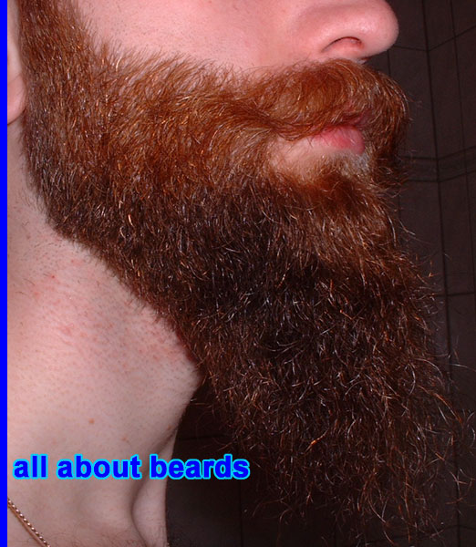 David
A look at the detail of David's unique, long, pointed beard style.

[b]Go to [url=http://www.beards.org/david.php]David's success story[/url][/b].
Keywords: full_beard