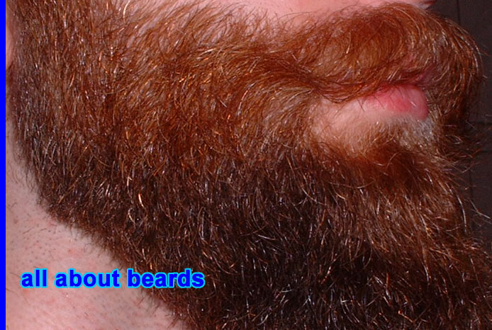 David
A look at David's beard in greater detail.

[b]Go to [url=http://www.beards.org/david.php]David's success story[/url][/b].
Keywords: full_beard