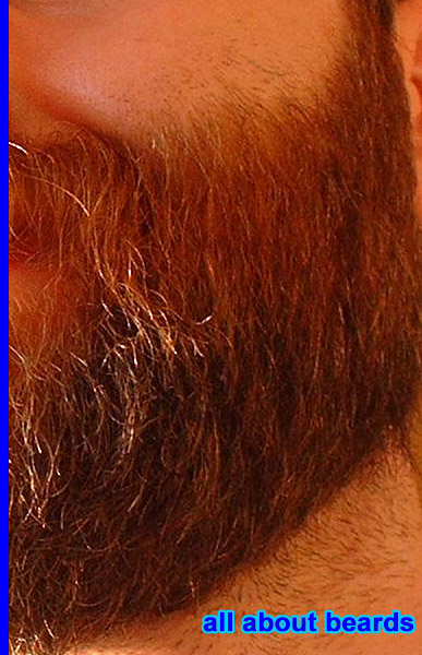 David
Detail view of David's most excellent beard.

[b]Go to [url=http://www.beards.org/david.php]David's success story[/url][/b].
Keywords: full_beard