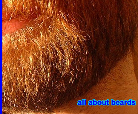 David
Detail view of David's excellent beard.

[b]Go to [url=http://www.beards.org/david.php]David's success story[/url][/b].
Keywords: full_beard
