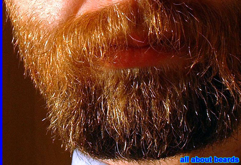 David
Great beard!

[b]Go to [url=http://www.beards.org/david.php]David's success story[/url][/b].
Keywords: full_beard