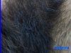 Filename=beard4040.jpg
Filesize=178KiB
Dimensions=800x600
Date added=Oct 25, 2006 beard4040.jpg
