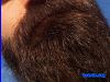 Filename=beard4045.jpg
Filesize=189KiB
Dimensions=800x600
Date added=Oct 25, 2006 beard4045.jpg